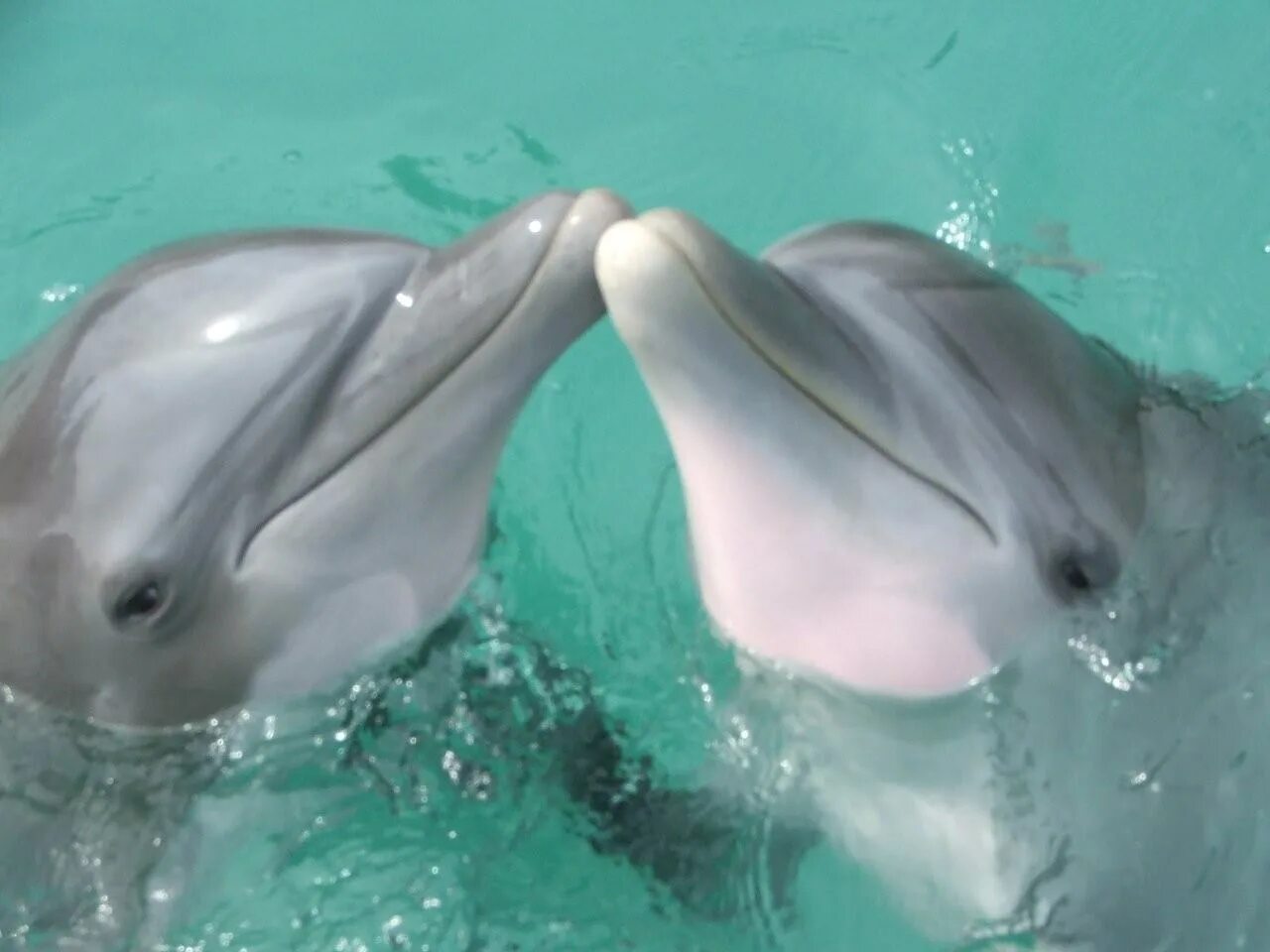 Дельфины. А дельфины добрые. Дельфины картинки. Дельфин фото. Дельфиненок песня слушать