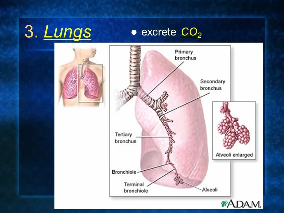 Воздух поступает в альвеолы. Поступление воздуха в легкие. Альвеолы это. Альвеолы легких. Лёгочная альвеола.