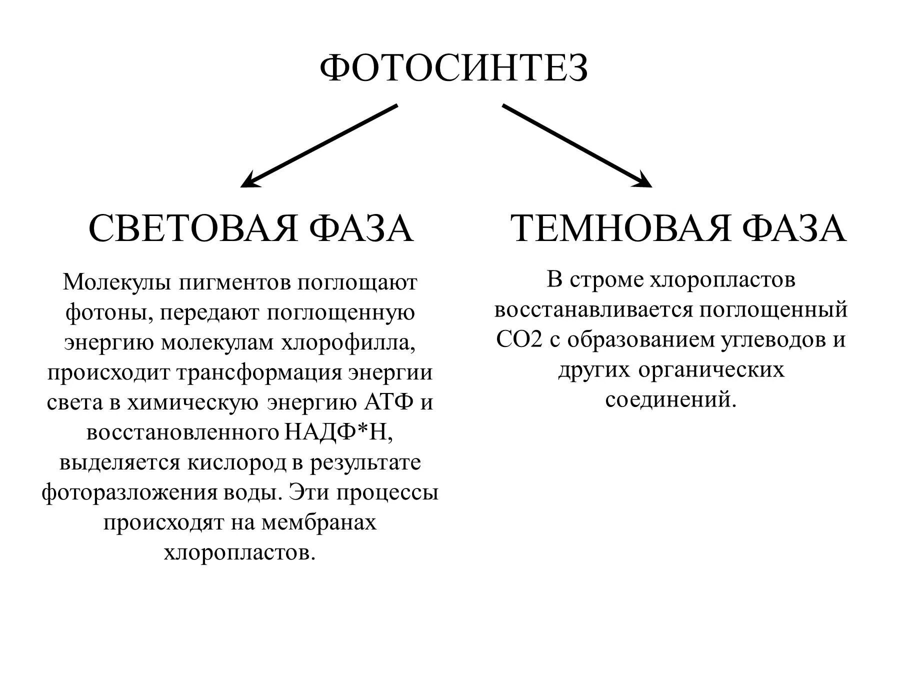 Солнечный свет темновая фаза. Биология фотосинтез 10 класс световая и темновая фаза. Процессы световой фазы фотосинтеза. Световая и темновая фаза фотосинтеза кратко. Процессы световой фазы фотосинтеза кратко.