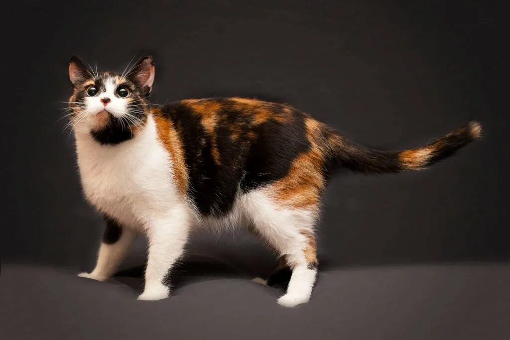 Кошка окрас серо бело рыжий. Сибирская кошка трехцветная короткошерстная. Порода Калико. Японский бобтейл трехцветный. Черепаховая кошка Калико.