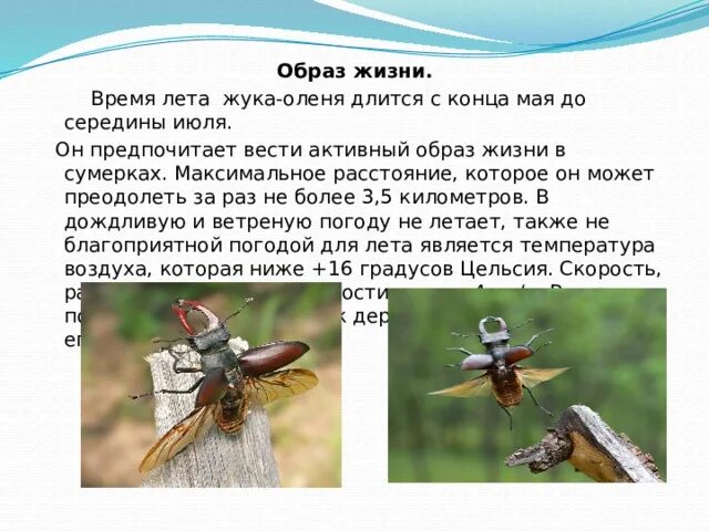 Образы насекомых. Образ жизни насекомых. Класс насекомые образ жизни. Образ жизни насекомых кратко. Насекомообразные образ жизни.