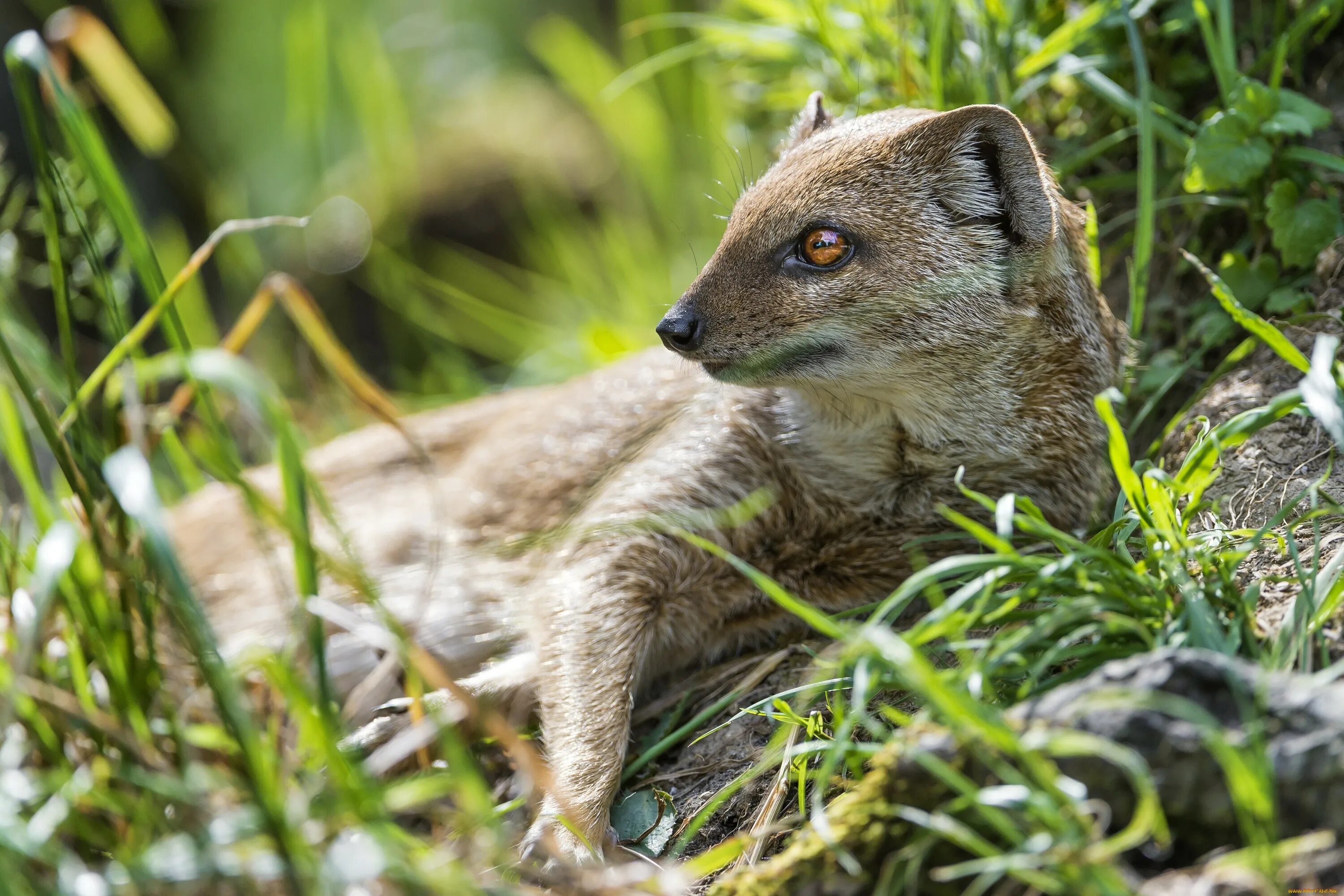 желтый мангуст зоопарк новосибирск. мангуст. эра мангуста 5. египетский мангуст. эра мангуста 5.