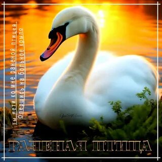 Песня раненая птица