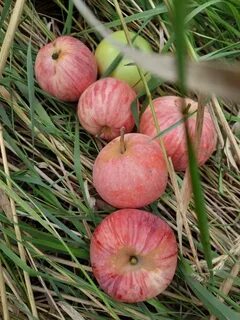 Грушовка описание фото отзывы