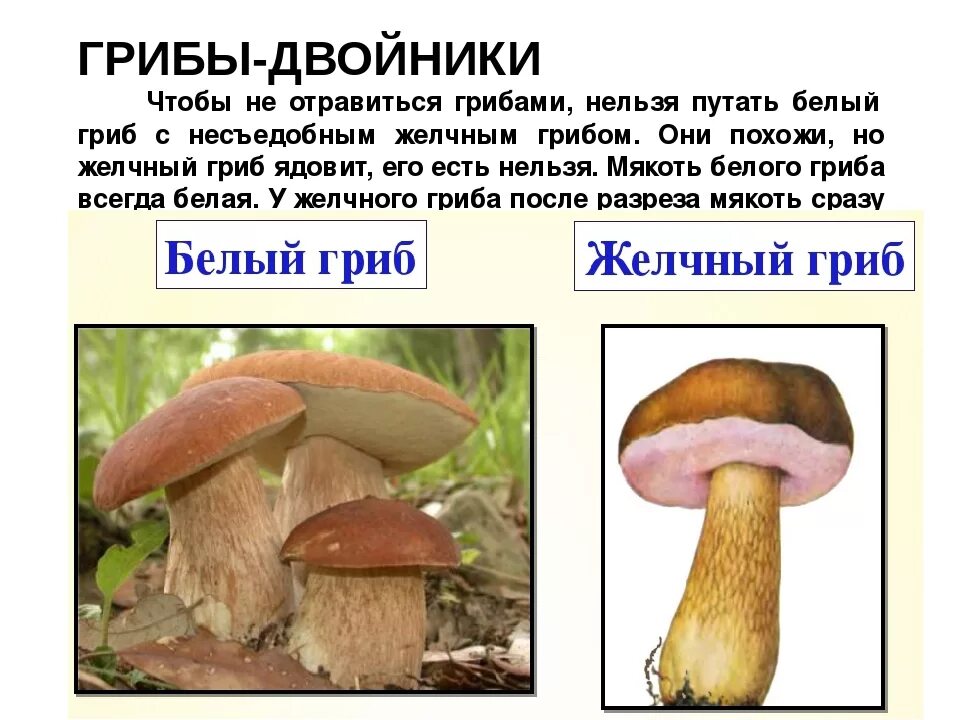Желчный гриб и другие. Ложный Боровик белый гриб съедобный. Ложный Боровик, желчный гриб. Ложный белый гриб как отличить. Боровик,желчный гриб,сатанинский гриб.
