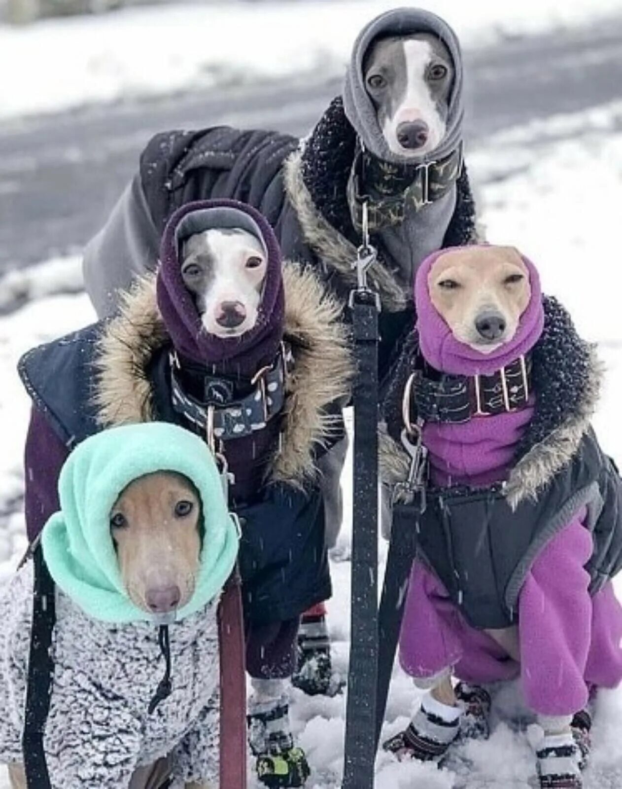 Скоро cold. Холод собачий. Пёс в одежде теплой. Тепло одетые собаки. Смешной песик в теплой одежде.