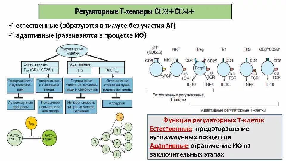 Функции т хелперов иммунология. Маркеры т регуляторных клеток. Cd3+cd4+ т-хелперы норма. Регуляторная функция т-лимфоцитов. Регуляторные т клетки