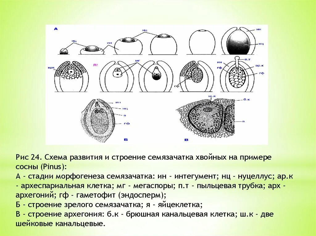 Деление клеток архегония. Нуцеллус и интегумент. Схема развития семязачатка. Строение семязачатка сосны. Схема развития семязачатка голосеменных.