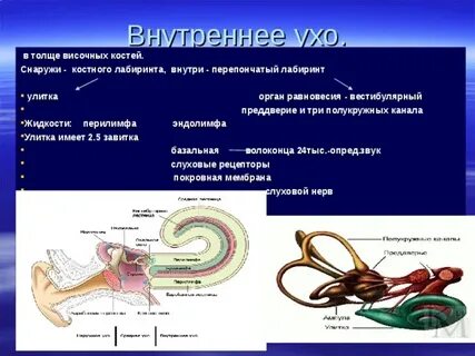 Жидкость в улитке уха