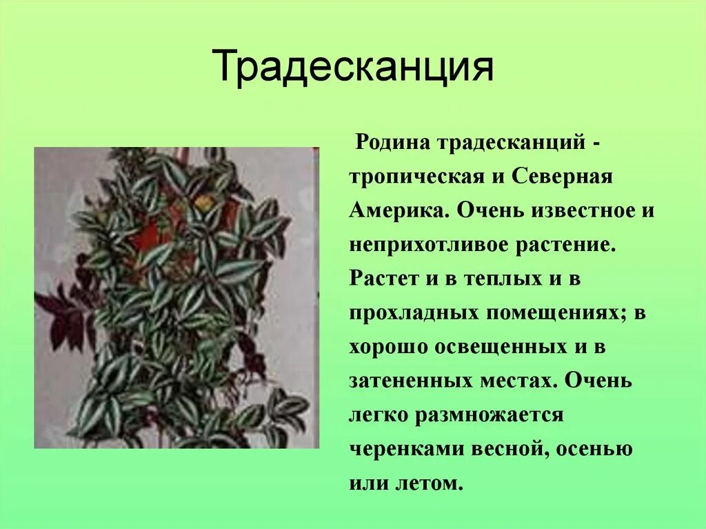 Презентация растение 2 класс окружающий мир. Традесканция Родина растения. Родина традесканции комнатного растения. Презентация традесканция. Традесканция описание.