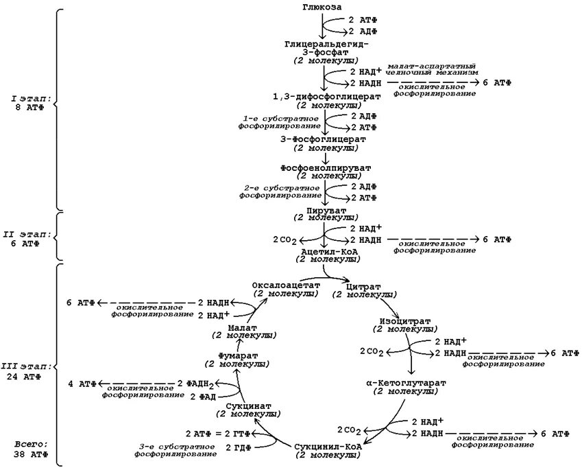 Аэробное дихотомическое окисление Глюкозы схема. Аэробный путь окисления Глюкозы биохимия реакции. Схема аэробного распада Глюкозы биохимия. Дихотомический путь окисления Глюкозы биохимия. Последовательность этапов окисления глюкозы