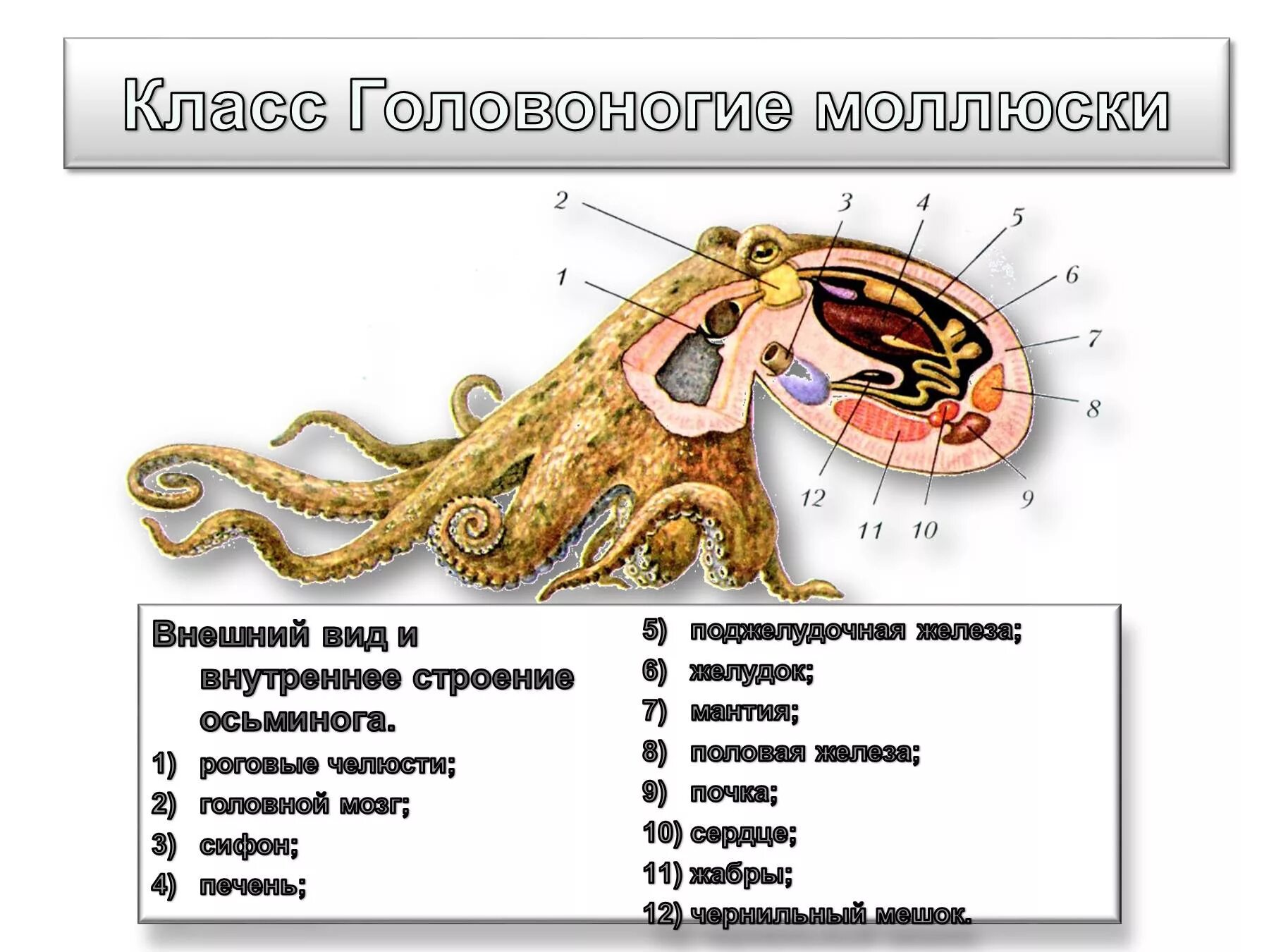 Отдел головоногие. Головоногие моллюски строение биология. Класс головоногие моллюски внутреннее строение. Головоногие моллюски строение 7 класс биология. Внутреннее строение головоногих моллюсков осьминог.