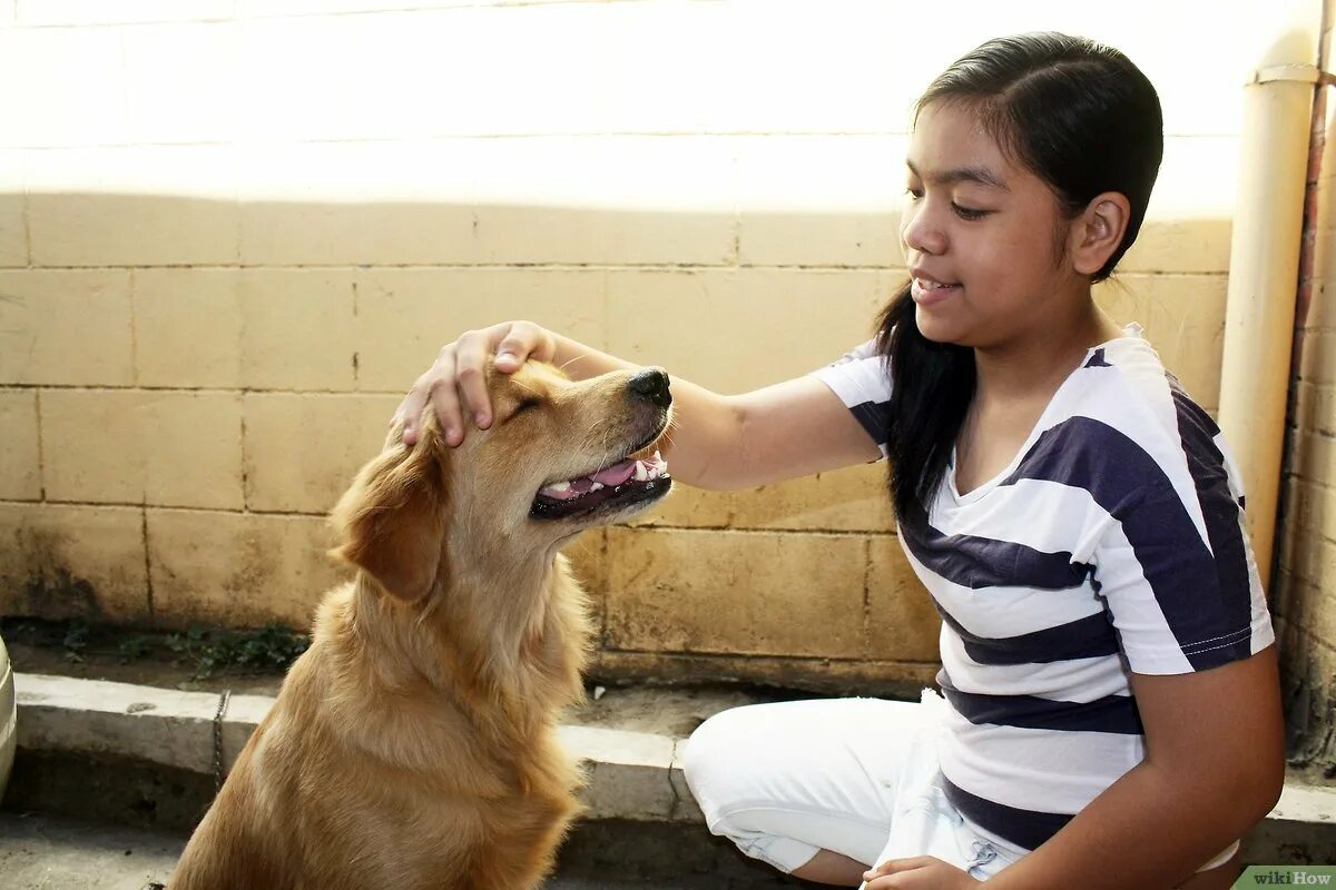 After your pet. Look after. Look after a Dog. To look after. Looking after Pets.