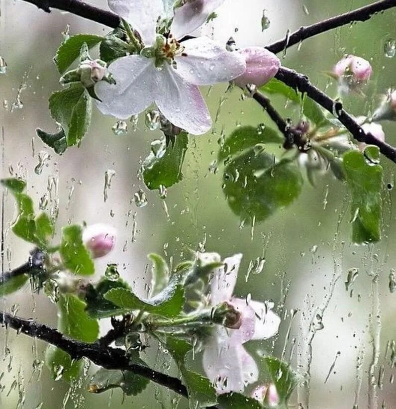Дождливое Весеннее утро. Цветущая яблоня дождь. Майский дождь. Описание пасмурного весеннего дня