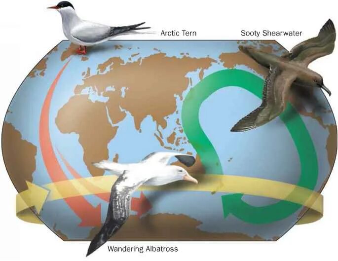 Расселение птиц. Миграция полярной крачки на карте. Пути миграции полярной крачки. Полярная крачка миграция маршрут. Полярная крачка схема миграции.