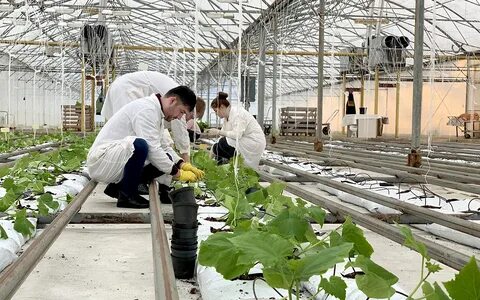 Работа в теплицах отзывы