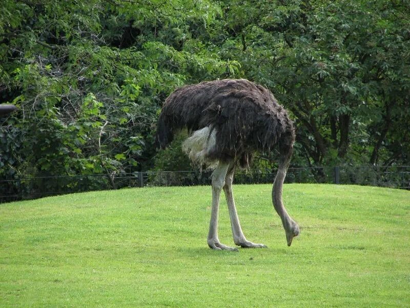 Самая большая птица на земле. Struthio Camelus Australis. Страус самка. Страус большой. Страус самая большая птица.