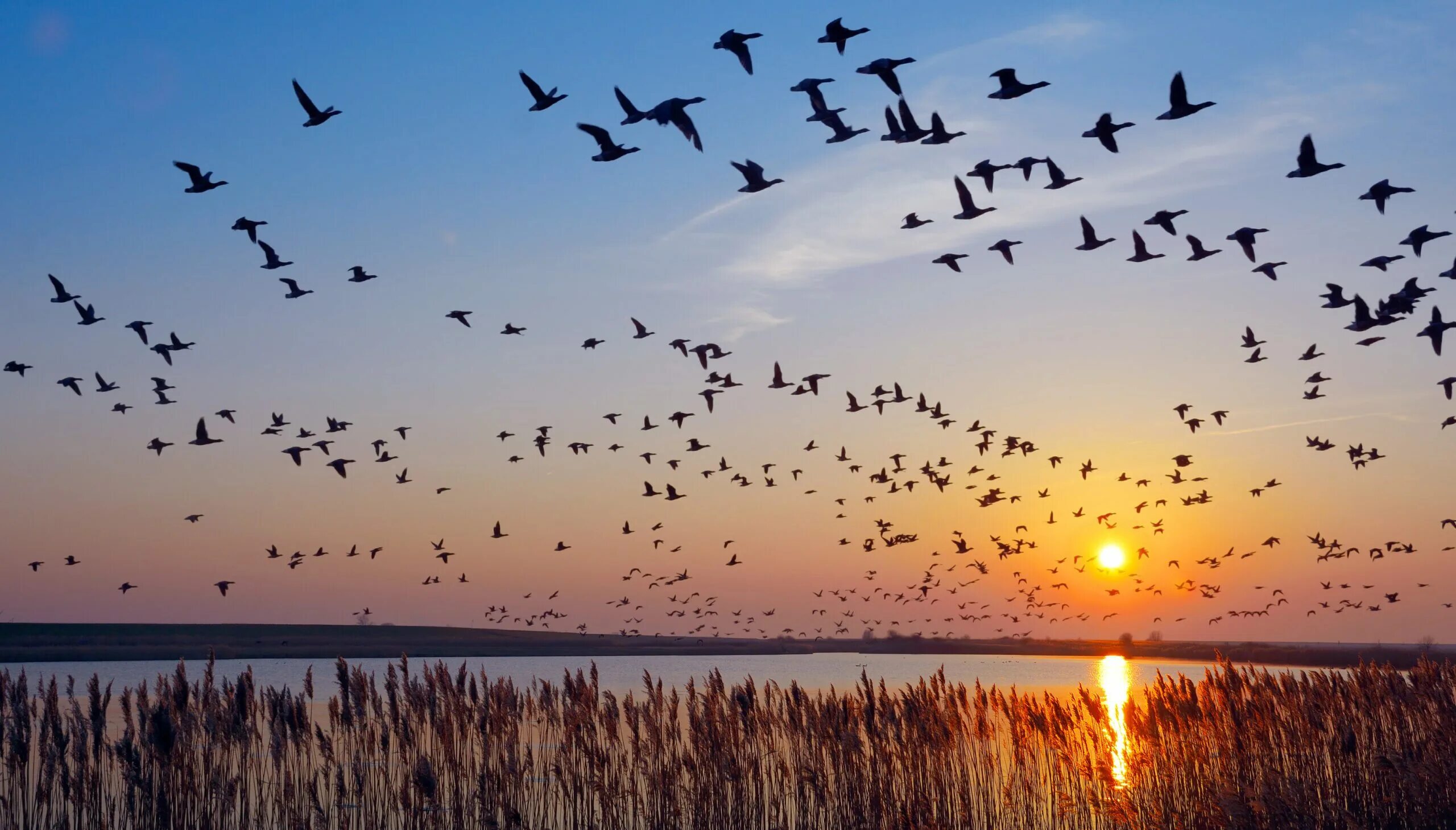 Миграция птиц на Юг. Стая птиц. Птицы улетают. Осенние птицы.