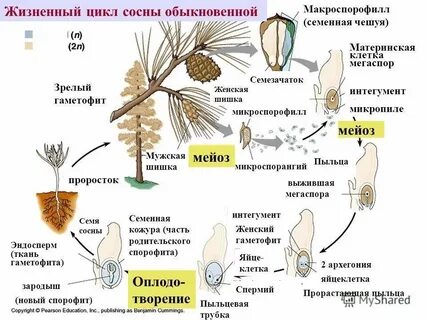 Рисунок размножение голосеменных