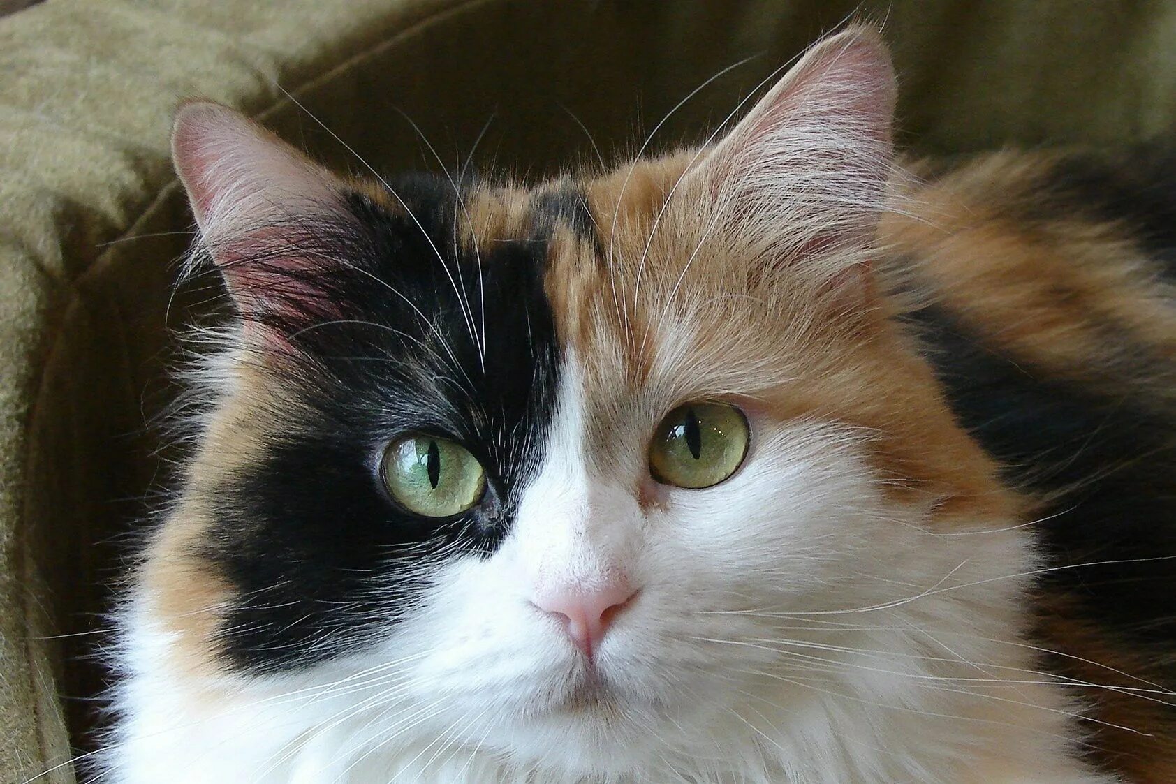 Сибирская ангорская кошка трёхцветная. Сибирская Калико кошка. Трехцветная кошка богатка. Трёхцветная кошка Мейн кун. Порода черная с рыжими пятнами