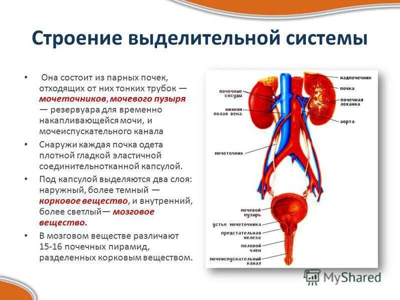 Какую функцию выполняет выделительная система человека. Мочевыделительная система, структура и функции.. Мочевыделительная система выделительная функции. Значение и функции выделительной системы. Функции выделительной системы человека кратко.