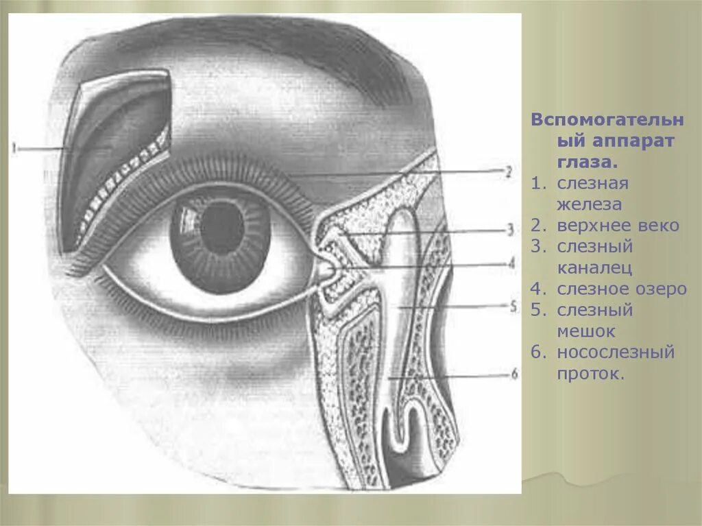 Слезная железа строение. Слезная железа и слезный мешок. Слезный вспомогательный аппарат глаза. Вспомогательный аппарат глаза слезный аппарат глаза. Слезный аппарат глазного яблока.