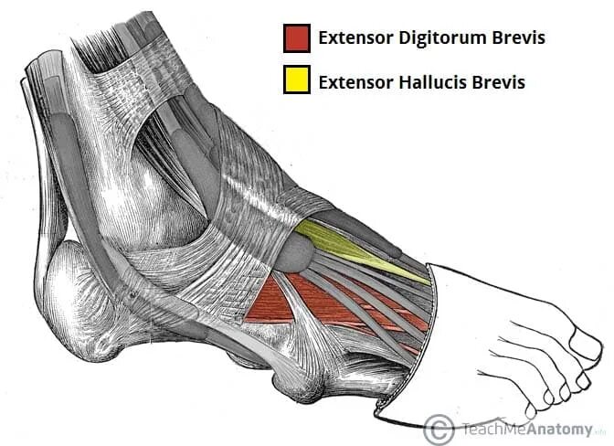 Extensor Hallucis Brevis. M extensor digitorum Brevis на стопу. Extensor digitorum Brevis.