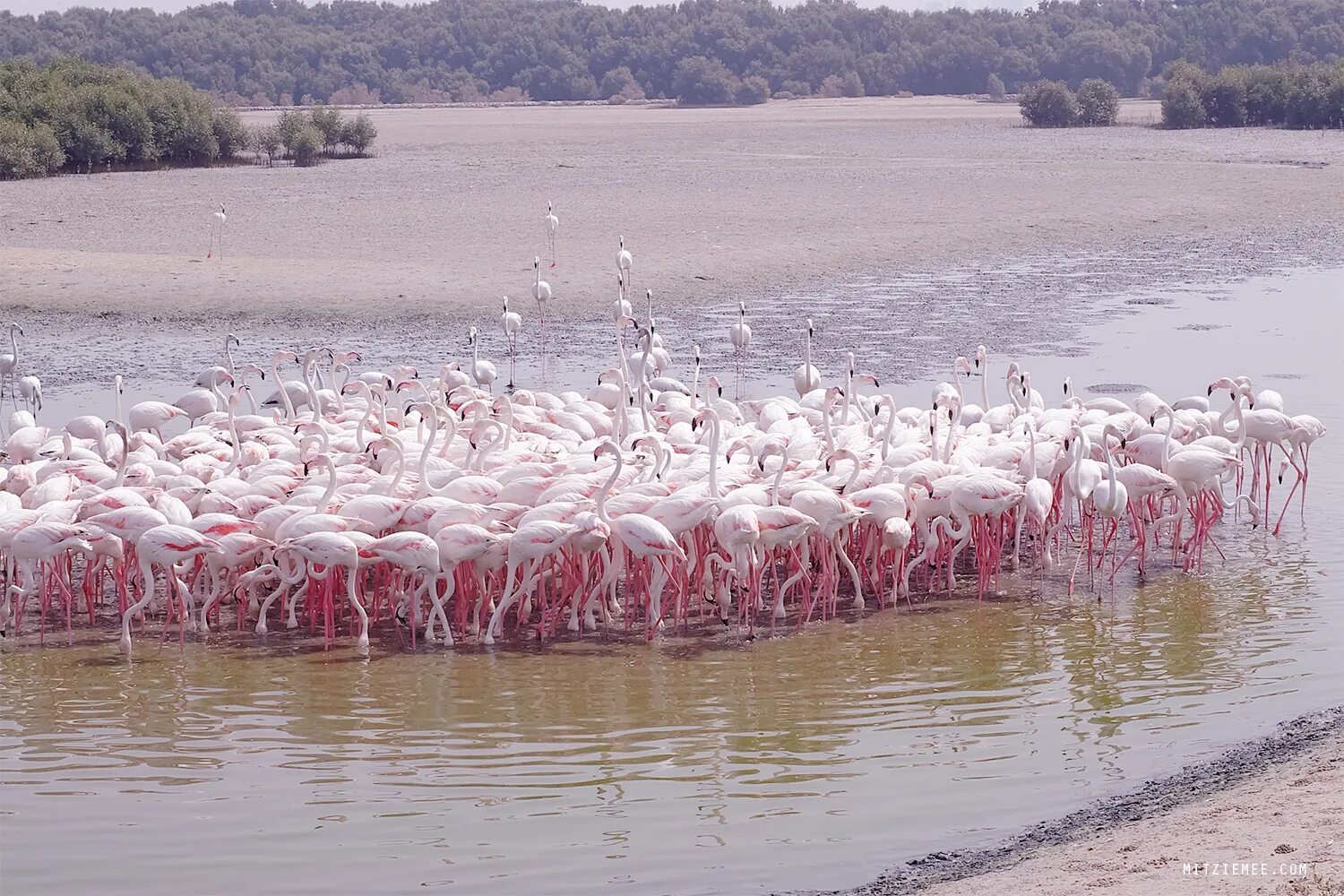 Заповедник Фламинго рас-Аль-хор Дубай. Заповедник Фламинго (ras al Khor Wildlife Sanctuary) Дубай. Озеро Фламинго в Дубае. Розовые Фламинго в Дубае. Рас аль хор