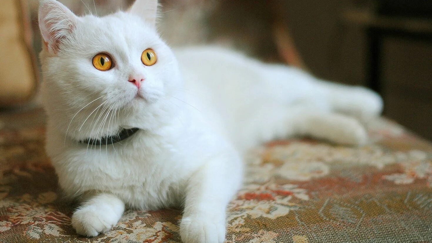 Белый кот мурзик. Британская короткошёрстная альбинос. Анатолийская порода кошек. Анатолийская кошка белая. Альбиносы британцы котята.