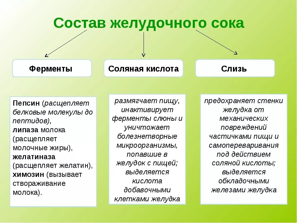 Признаки характеризующие желудочный сок. Вещества входящие в состав желудочного сока. Состав желудочного сока неорганические компоненты. Функции активных компонентов желудочного сока. Состав желудочного сока клетки.