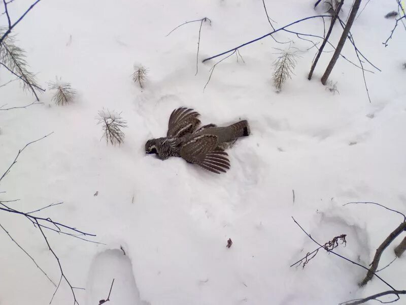 Какие птицы ночуют зарывшись в снег. Рябчик тетерев куропатка ястреб. Охота на рябчика зимой. Тетерев Глухарь рябчик охота. Глухарь тетерев рябчик.