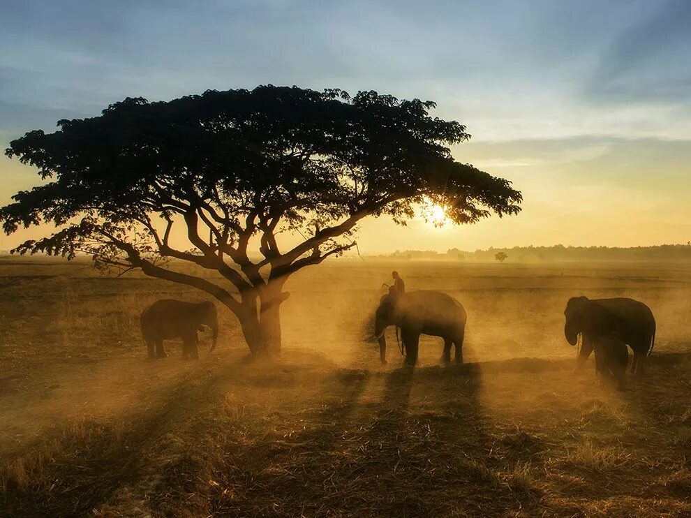 Географик. Нэшнл Джиогрэфик. National Geographic фотографии. Лучшие фотографии National Geographic. Лучшие фото животных National Geographic.