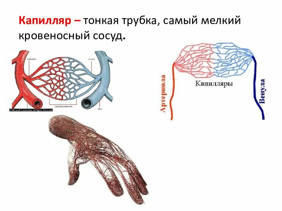 Капеляр. Самый мелкий венозный сосуд. Самые мельчайшие кровеносные сосуды. Самые мелкие кровеносные сосуды. Циркуляция крови.