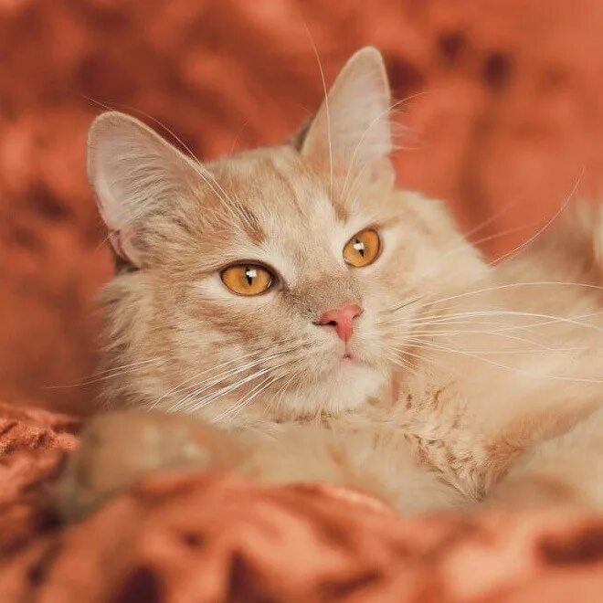 фото персикового кота. кошка персикового цвета. британский короткошерстный персиковый. сибирский гладкошерстный персиковый. котята персикового окраса.