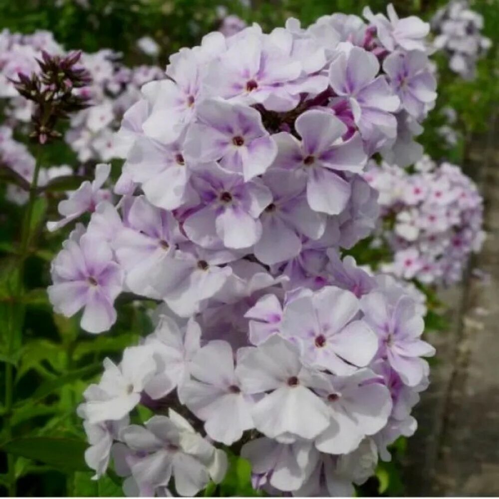 Флокс лавендер. Флокс lavender wolke. флокс метельчатый лавендел. флокс метельчатый лаванделвольке. флокс метельчатый ‘lavendelwolke’.