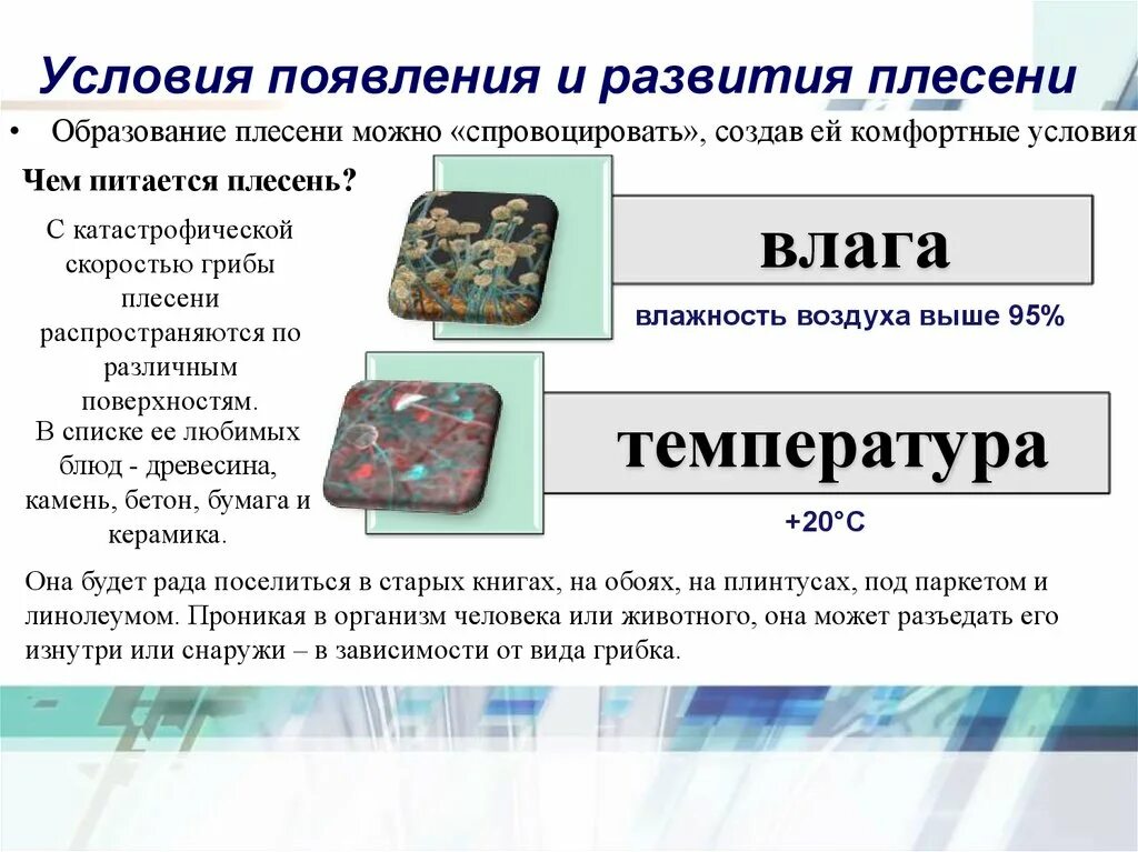 Известно что для развития плесени. Условия для развития плесени. Условия возникновения плесени. Условия образования плесени. Условия появления и развития плесени.