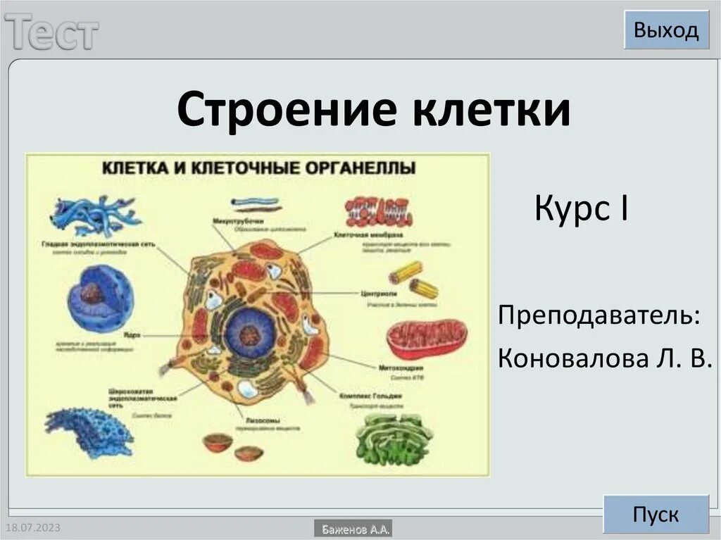 Органоиды растительной клетки. Строение клетки человека. Структура клетки и процесс. Органоиды животной клетки. Вставь текст органоиды растительной клетки