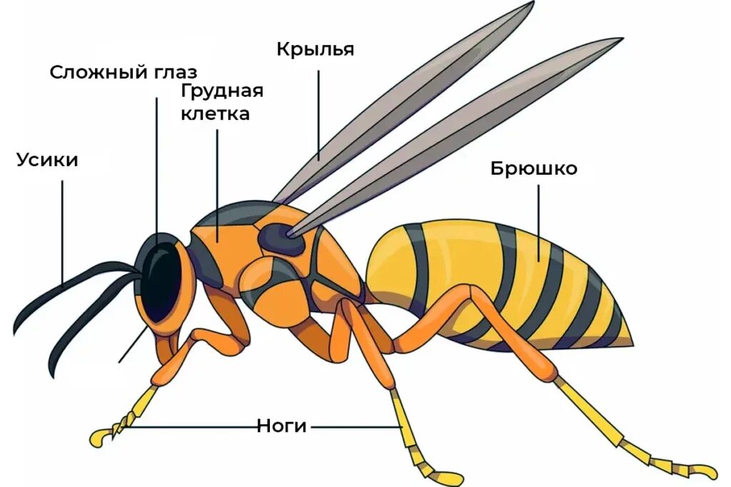 Оса строение тела для детей. Строение осы. Внешнее строение осы. Строение тела насекомых для детей.