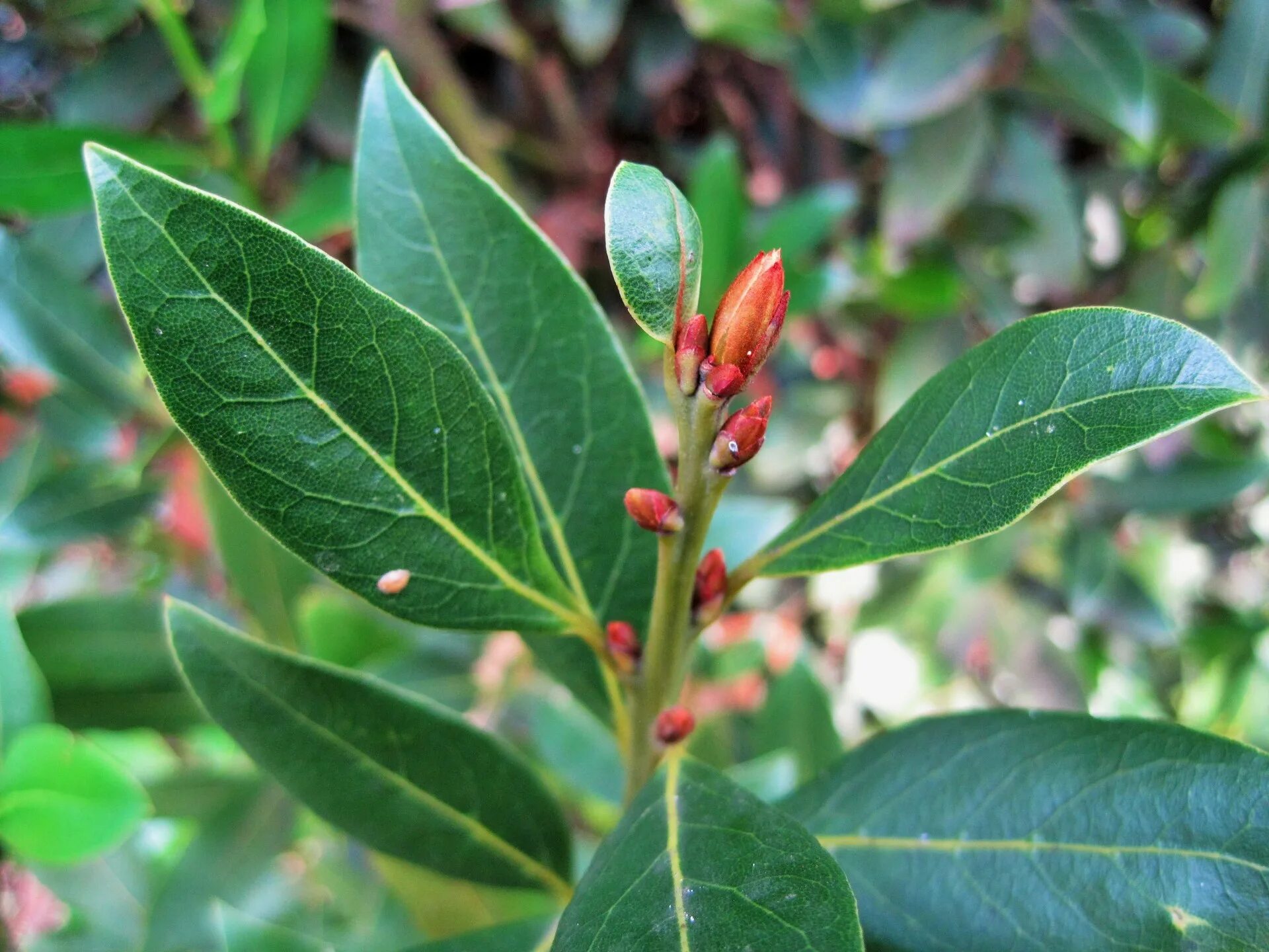 Как выглядит лавровый лист. Laurus nobilis leaf. лаврушка дерево. лавр благородный растение. лавров лист дерево.
