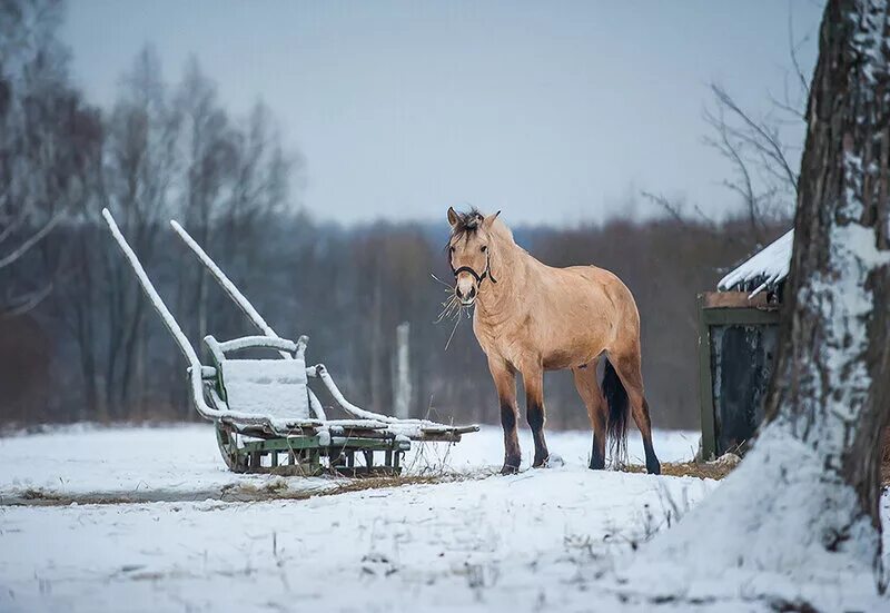 Село лошадка. Лошади в деревне. Лошади в деревне зимой. Лошадь с санями. Деревенский конь.