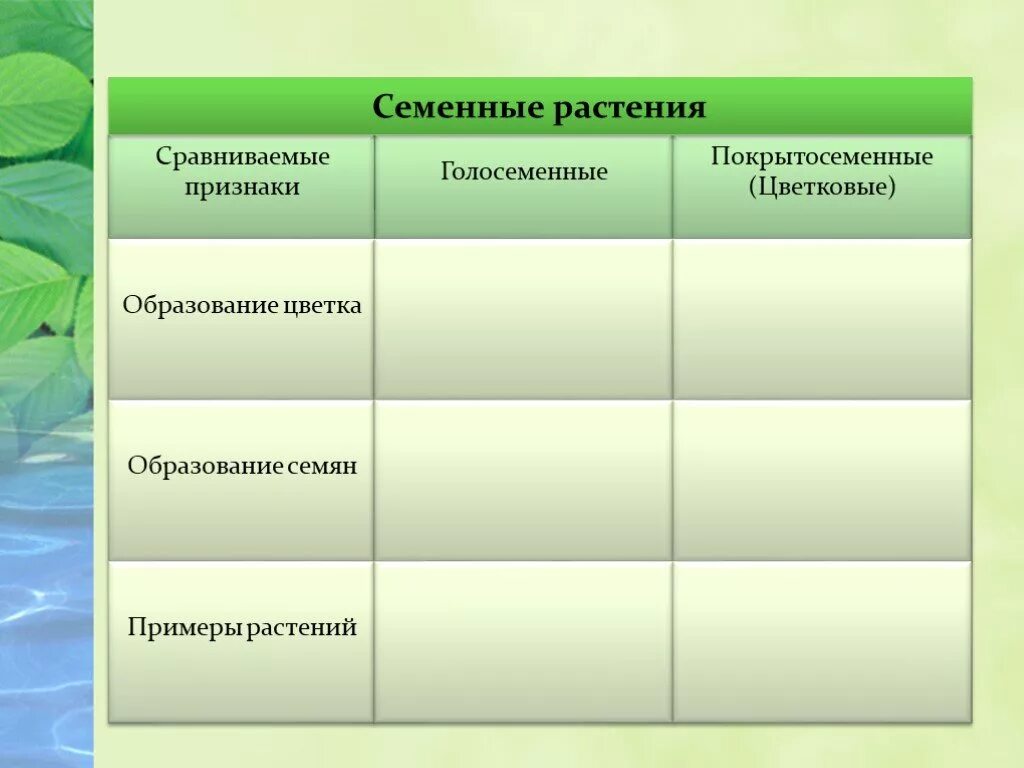 Семенные растения таблица. Сравнение семенных растений. Таблица семенные растения 5 класс. Голосеменные и Покрытосеменные.