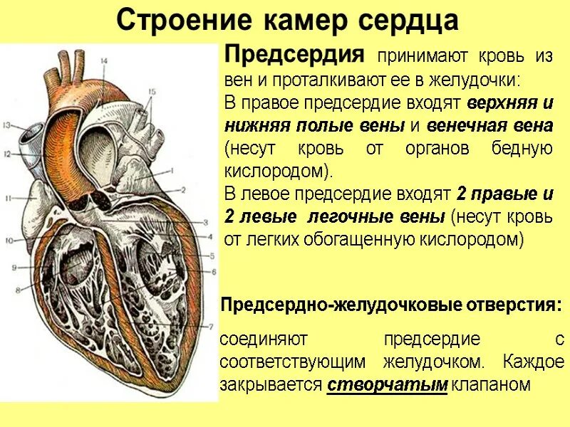 Строение сердца желудочки предсердия. Внутреннее строение сердца камеры сердца. Строение правого предсердия. Структуры правого предсердия. Увеличено правое предсердие