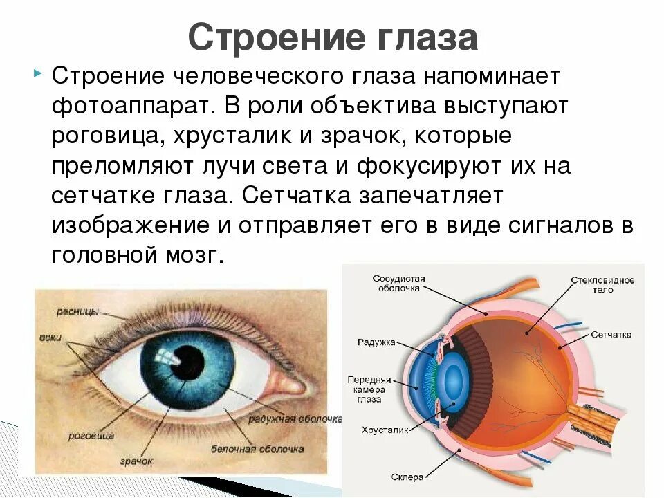 Роль органов зрения. Строение глаза сетчатка роговица хрусталик. Зрение строение глаза. Органы чувств анатомия глаз. Доклад на тему глаза орган зрения 3 класс окружающий мир.