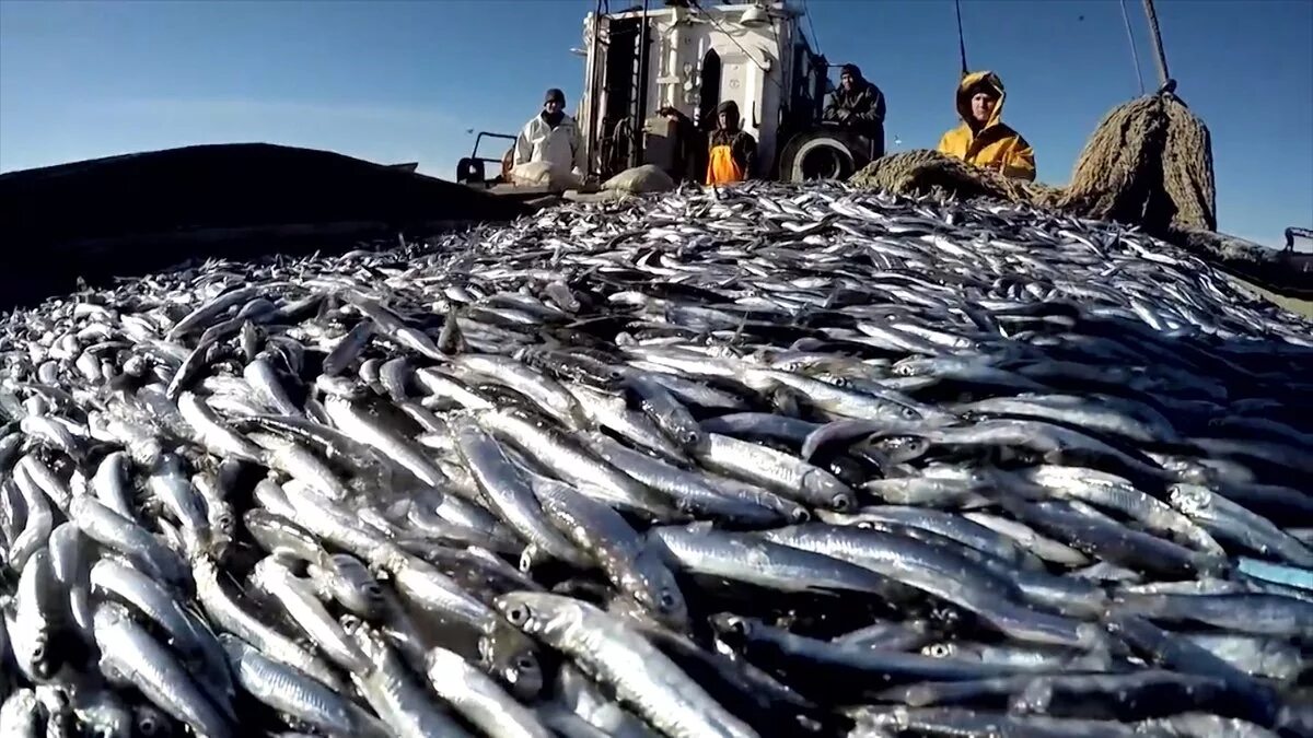 Рыбная промышленность Астрахань. Балтийское море промышленный лов рыбы. Добыча рыбы в черном море в 2021 году. Рыбный промысел.