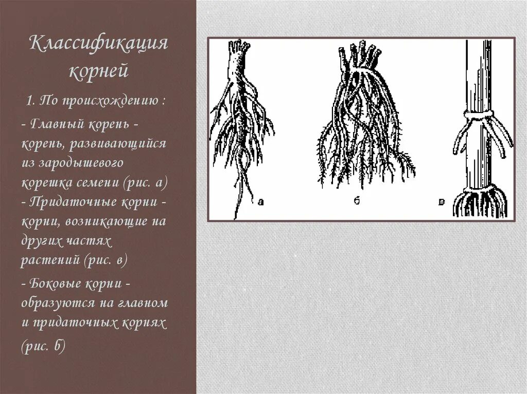 Классификация корневых систем.