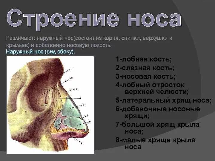 Наружный нос строение хрящи. Строение носа анатомия кости. Строение носа сбоку. Носовая перегородка хрящ строение. Отделы слизистой оболочки носа