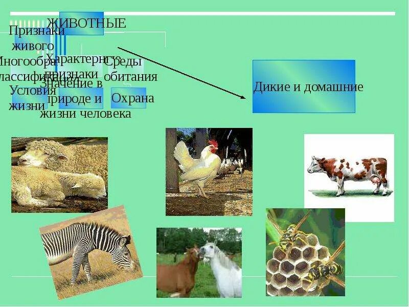 Животные и их среда обитания 2 класс. Животные в среде обитания. животные разных сред обитания.