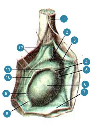 Внутренняя семенная фасция. Пазуха яичка. Пазуха придатка яичка. Размеры придатков яичек