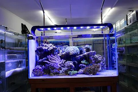 Светильники для аквариумов для морского аквариума