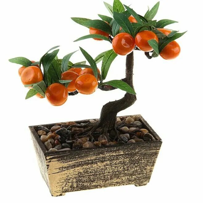 цитрофортунелла бонсай. растение цитрус каламондин. декоративное мандариновое дерево. мандарин дерево бонсай. цитрофортунелла каламондин.